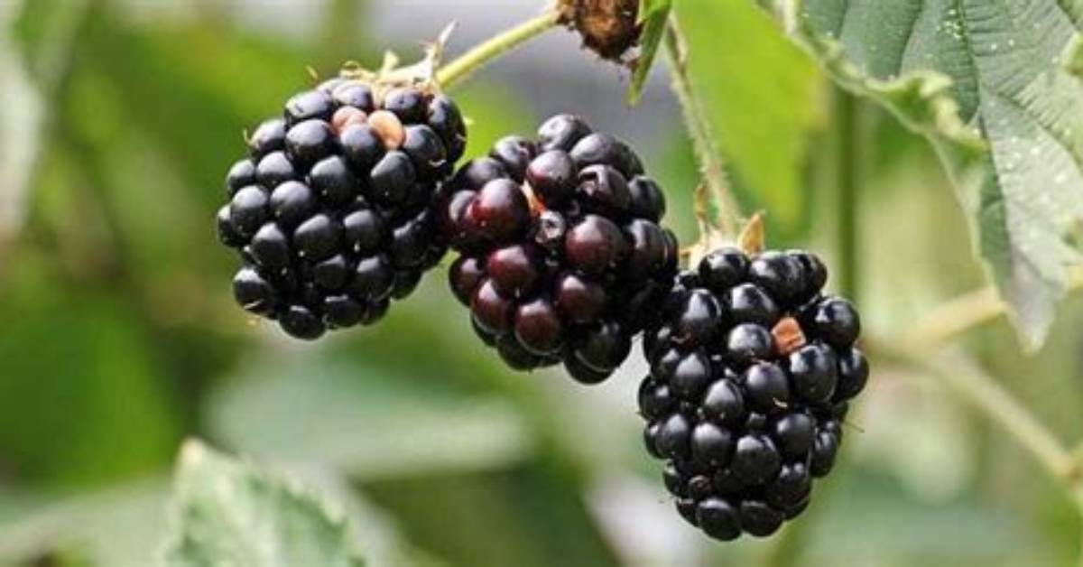 Do Blackberries Come from Trees