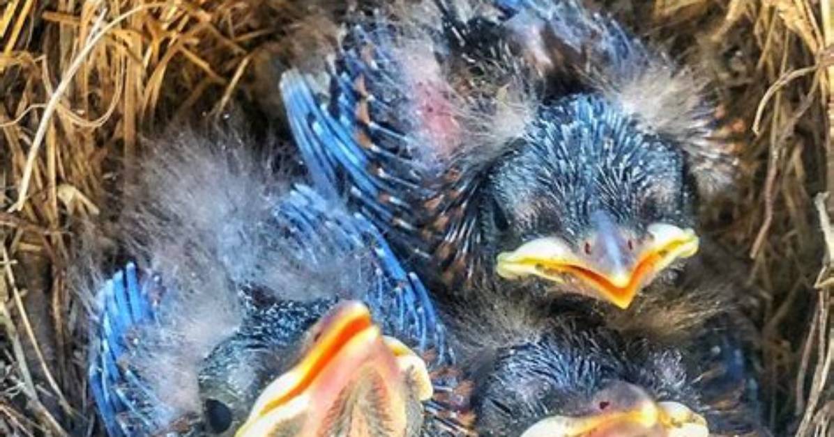 Do Blackbird Chicks Sleep?