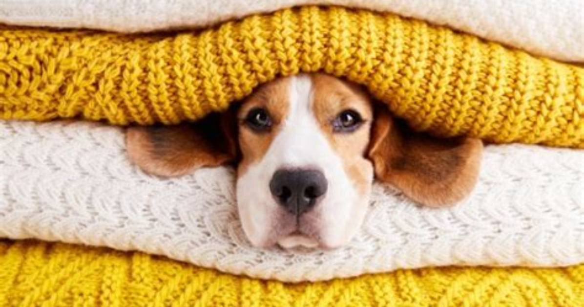 Do Blankets Keep Dogs Warm?