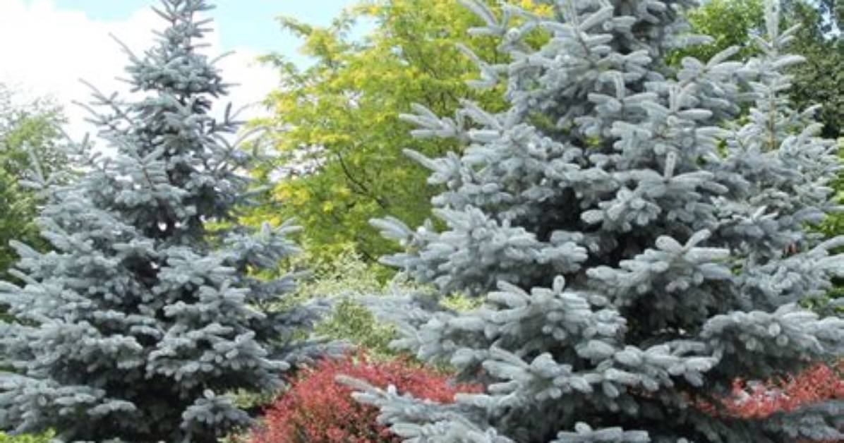 Do Blue Spruce Trees Smell