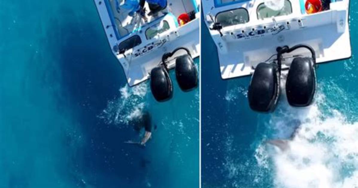 Do Boats Scare off Sharks?