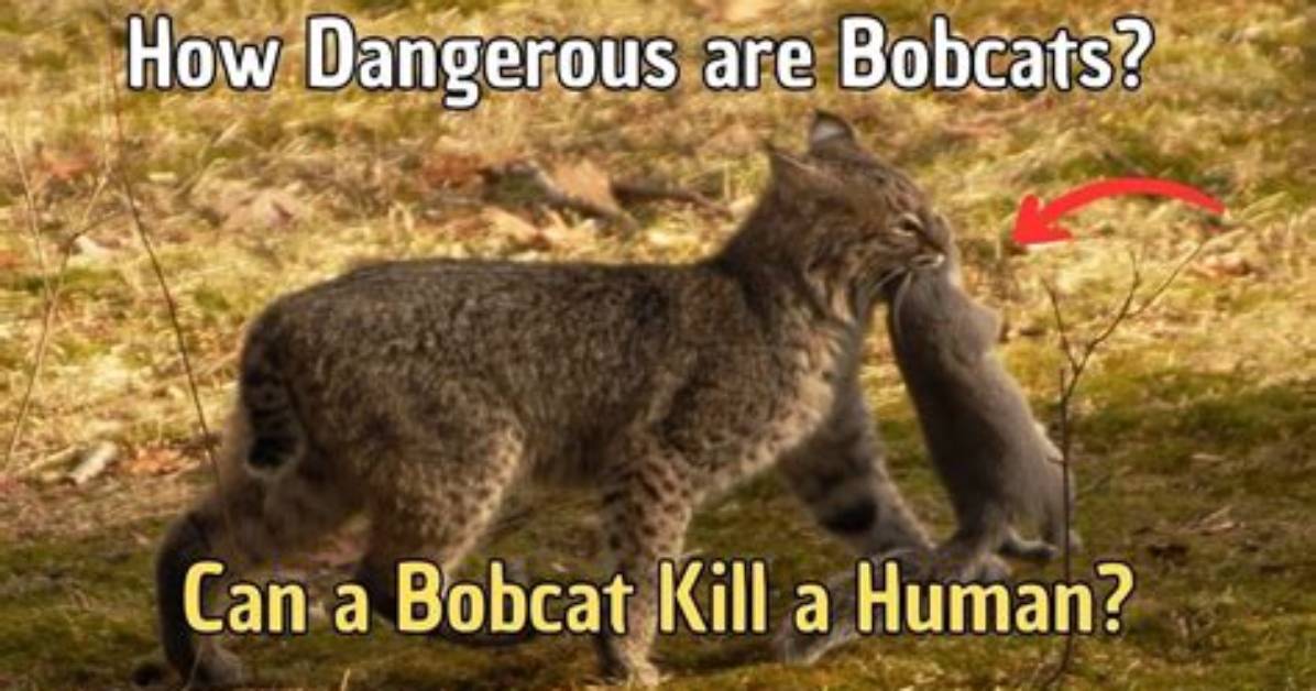 Do Bobcats Attack Humans?