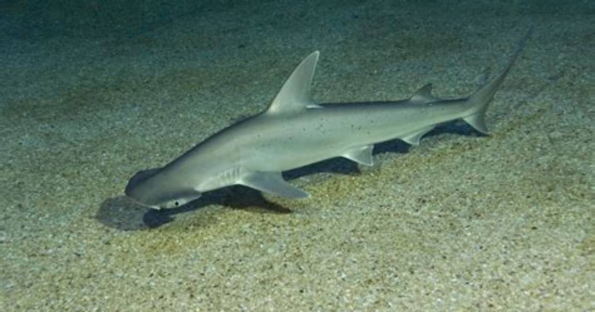 Do Bonnethead Sharks Bite?