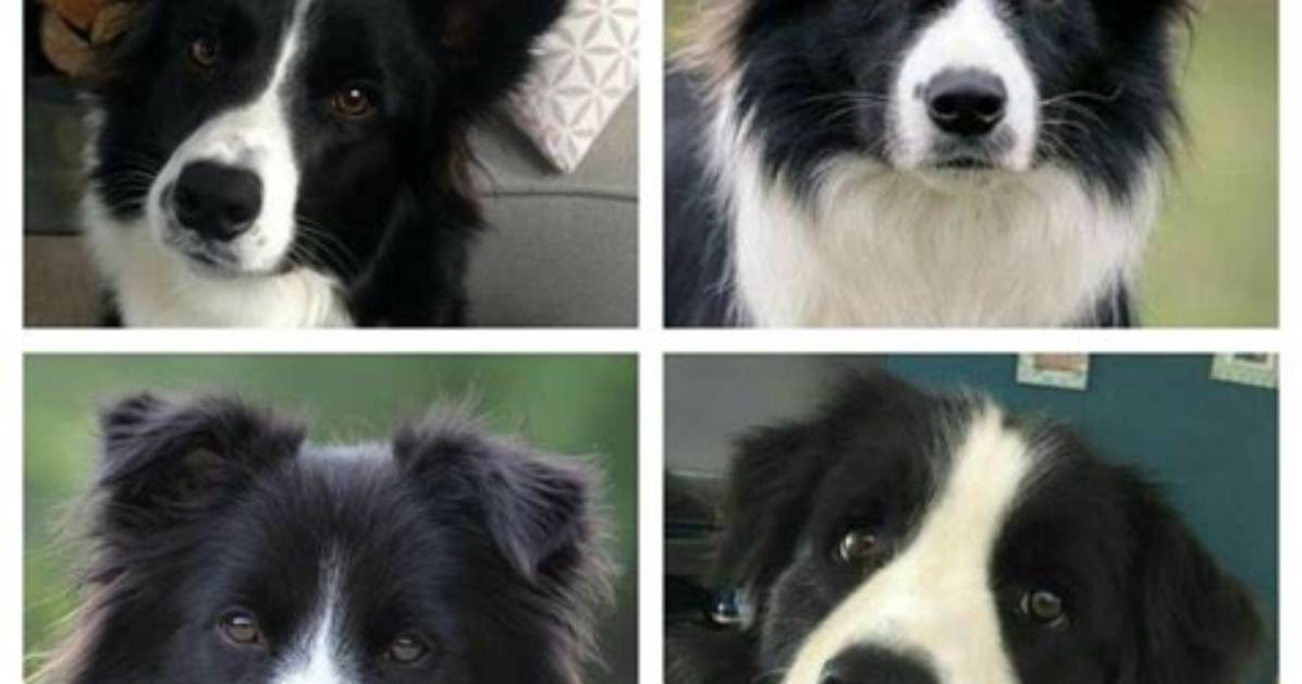 Do Border Collies Have Pointy Ears?