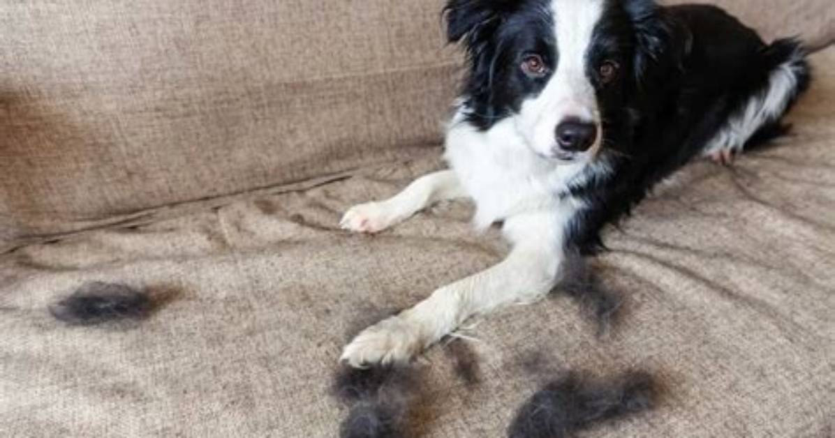 Do Border Collies Shed Bad?