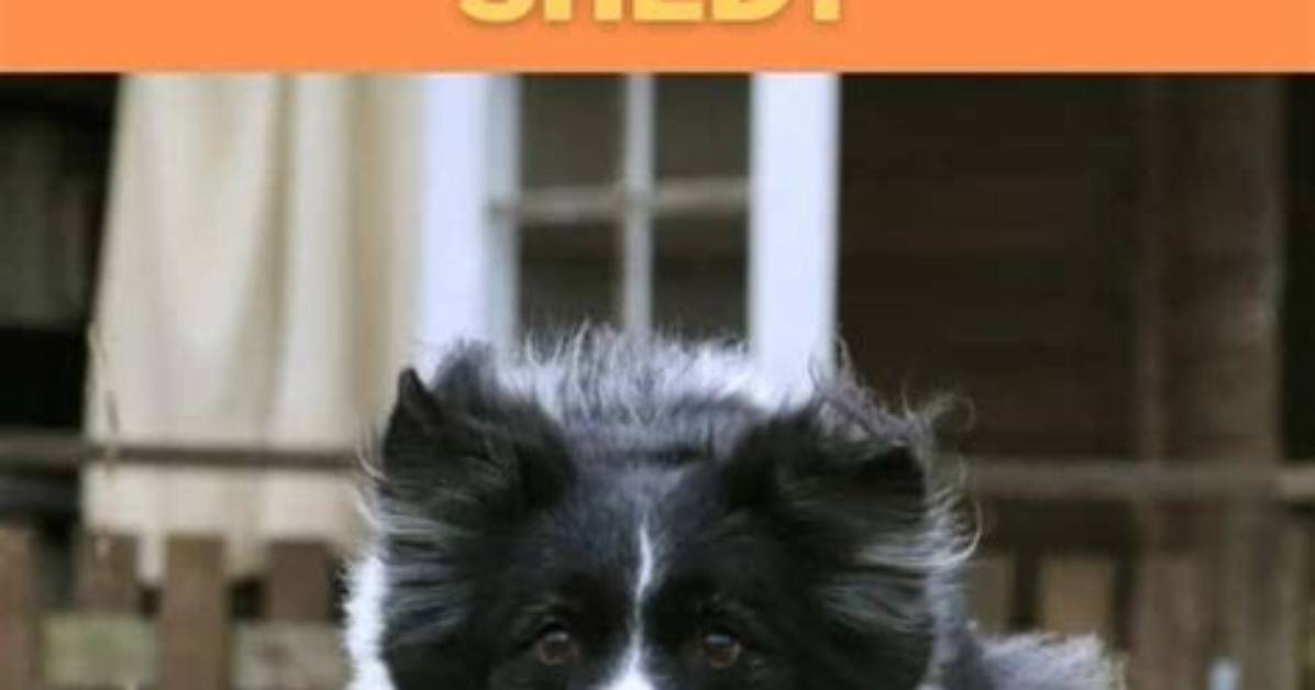 Do Border Collies Shed Much?