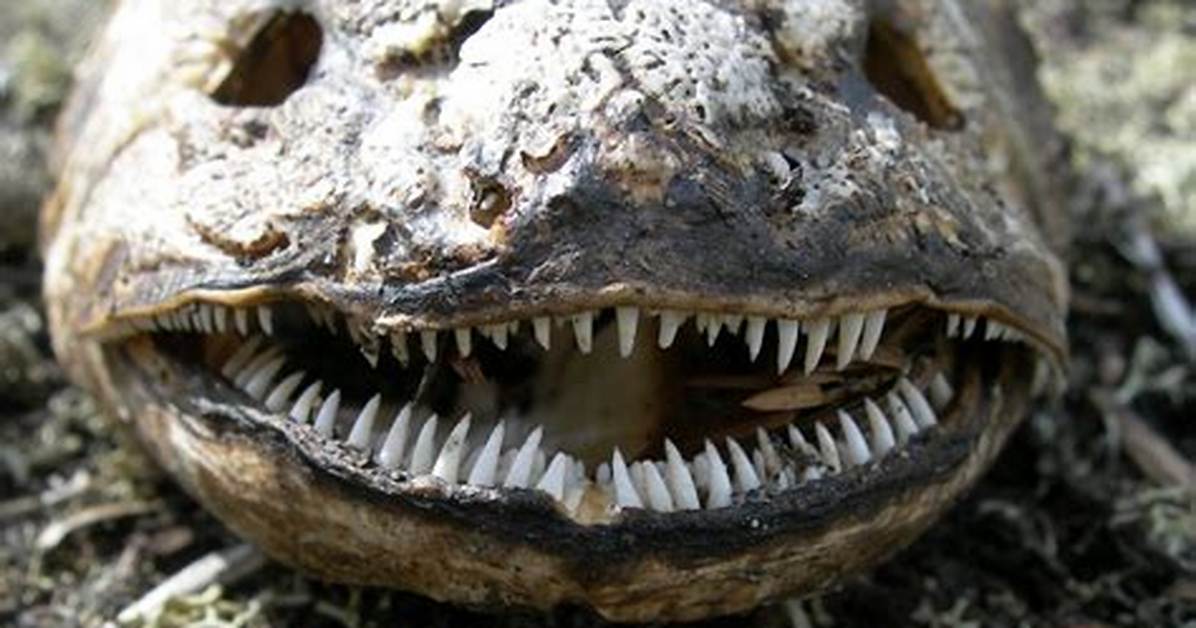Do Bowfin Have Teeth?