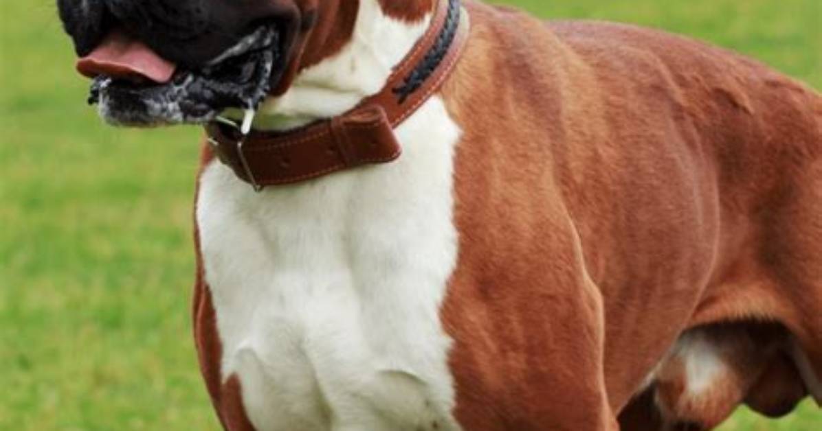 Do Boxers Shed Much?