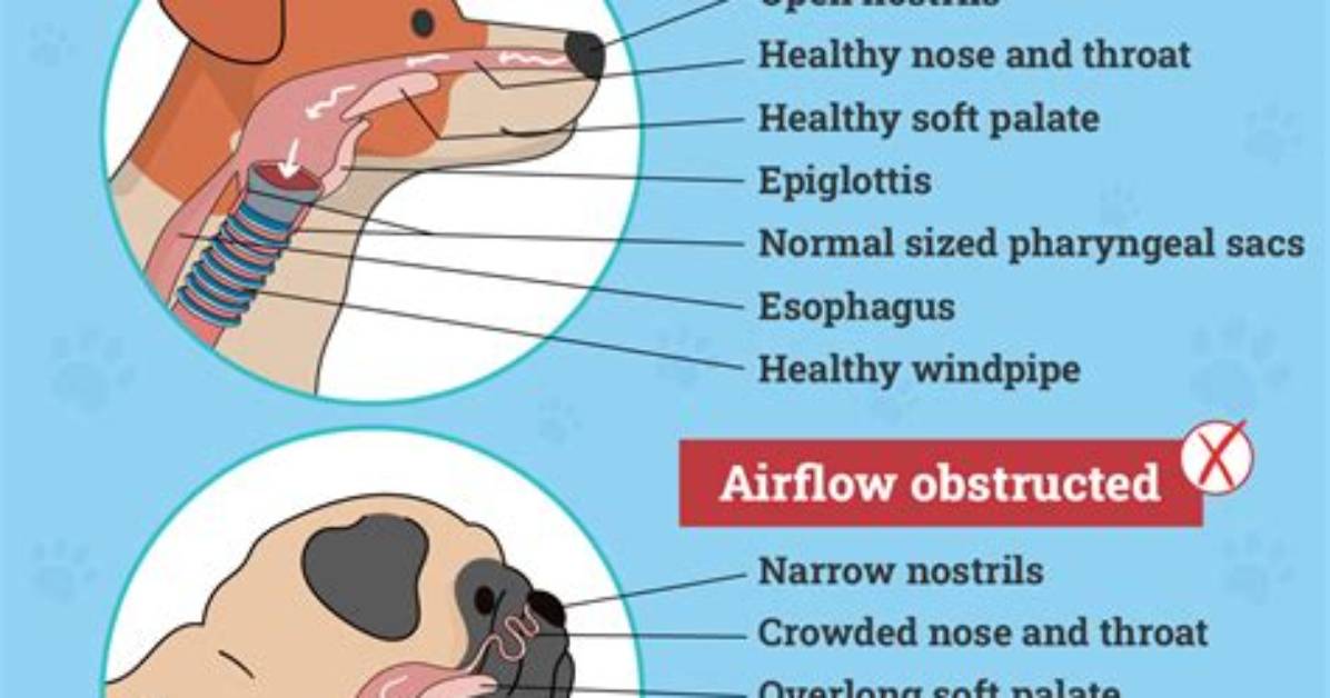 Do Brachycephalic Dogs Suffer?