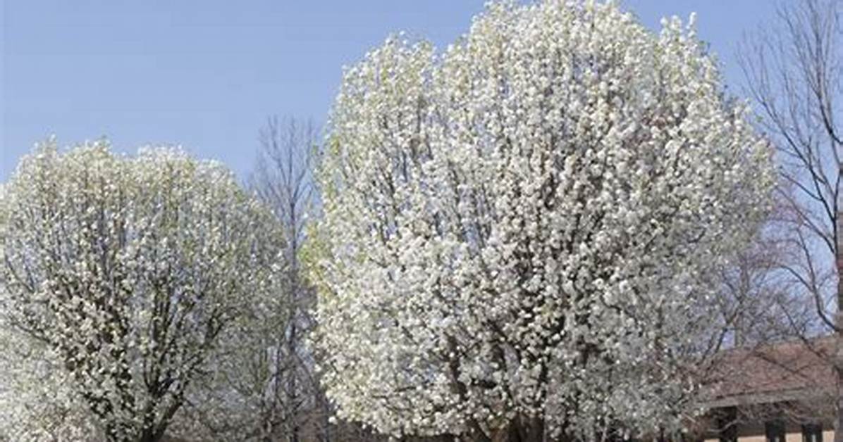 Do Bradford Pear Trees Cause Allergies?