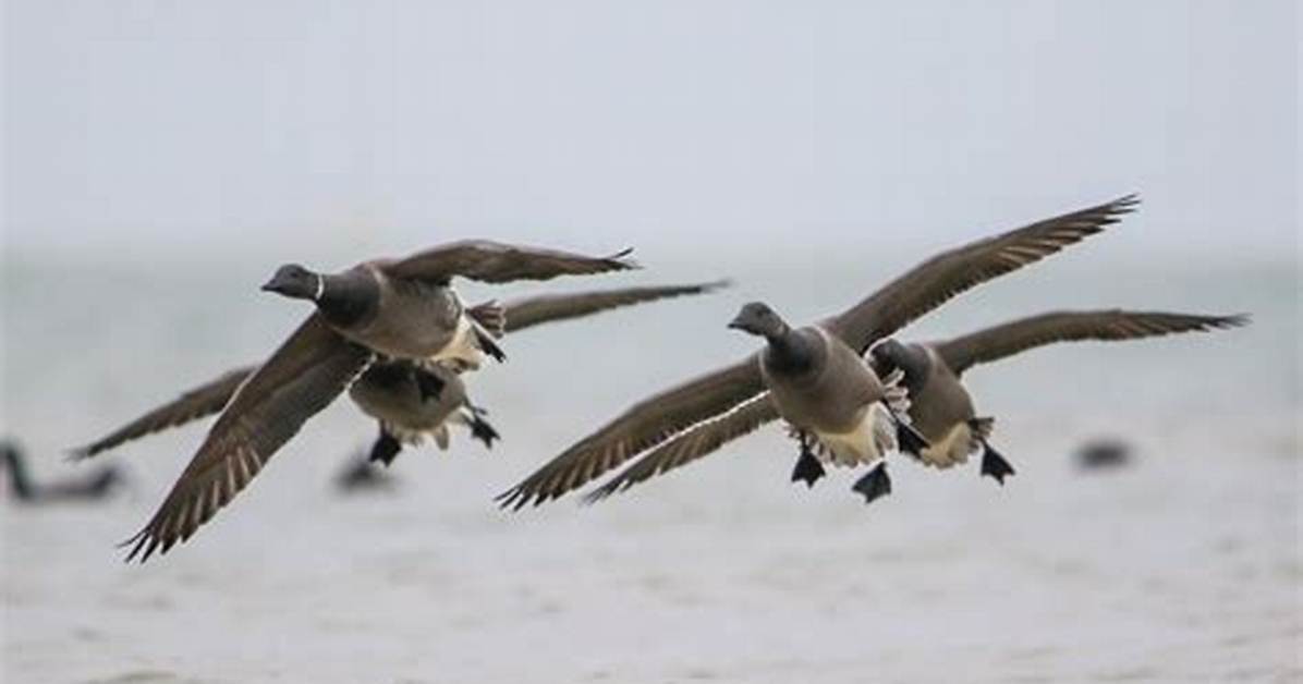 Do Brent Geese Migrate?