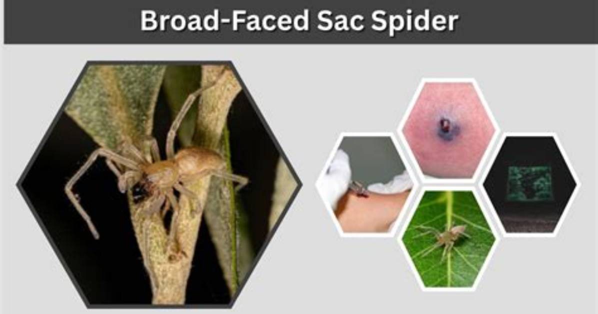 Do Broad Faced Sac Spiders Bite?