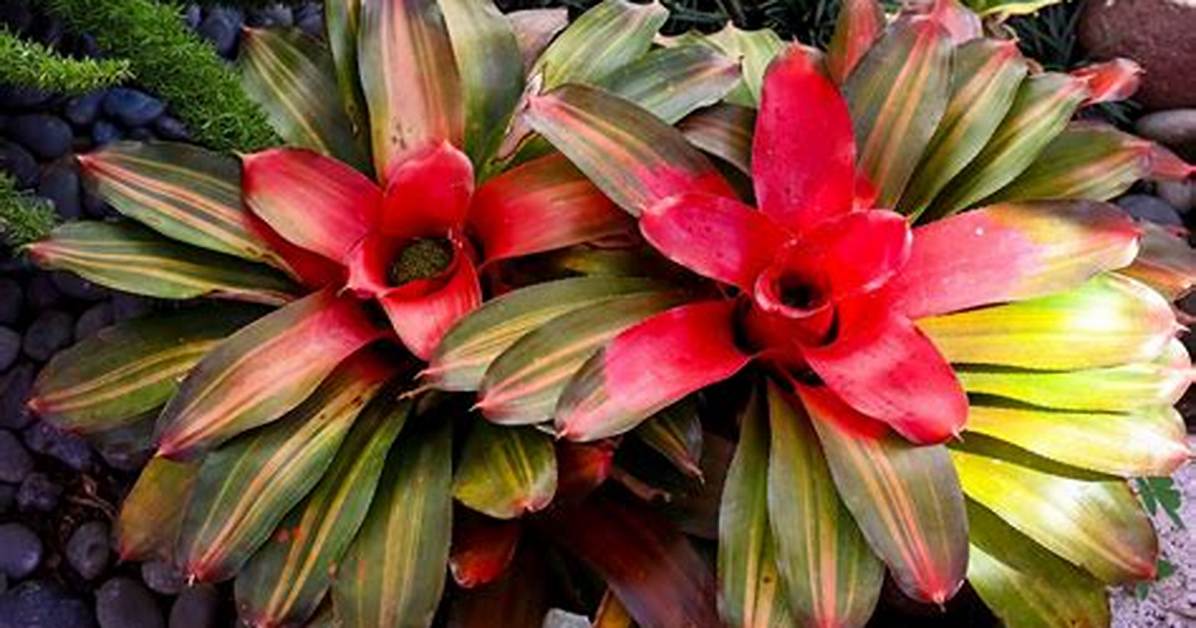 Do Bromeliads Like Direct Sunlight