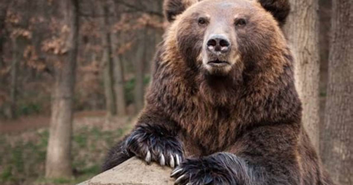 Do Brown Bears Exist