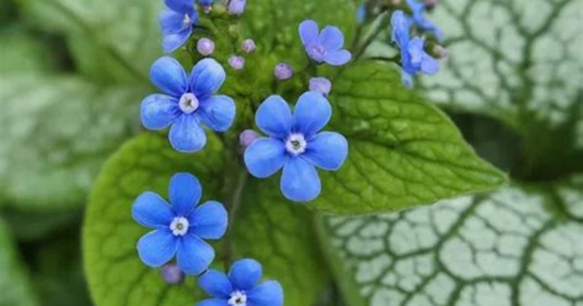 Do Brunnera Die Back?