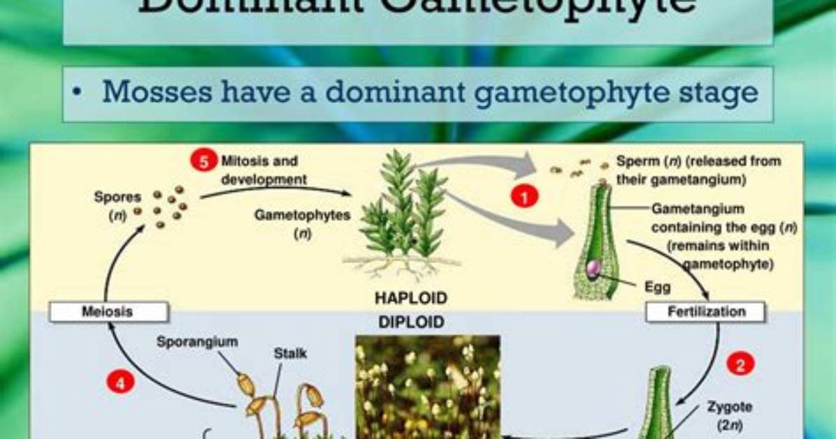 Do Bryophytes Have a Dominant Gametophyte Phase?