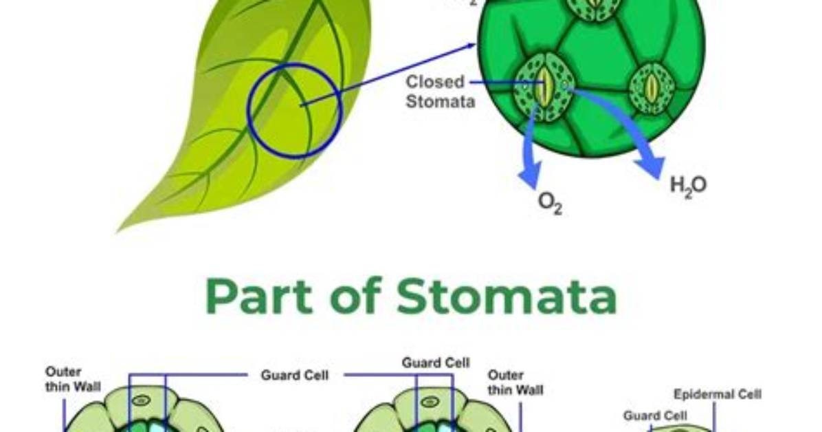 Do Bryophytes Have Stomata?