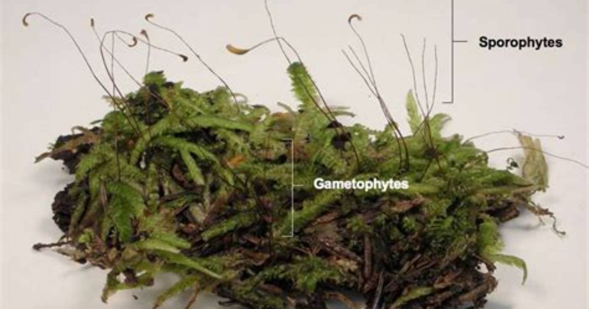 Do Bryophytes Have Vascular Tissue?