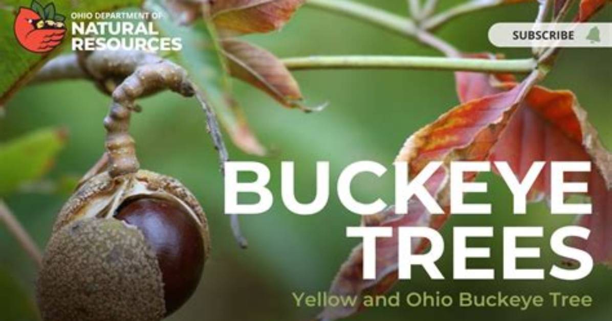 Do Buckeyes Only Grow in Ohio