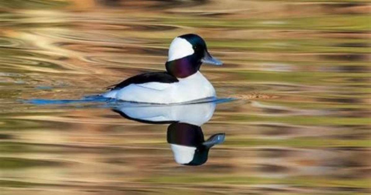 Do Bufflehead Ducks Dive?