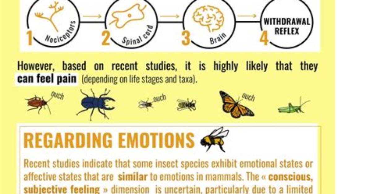 Do Bugs Feel Pain?
