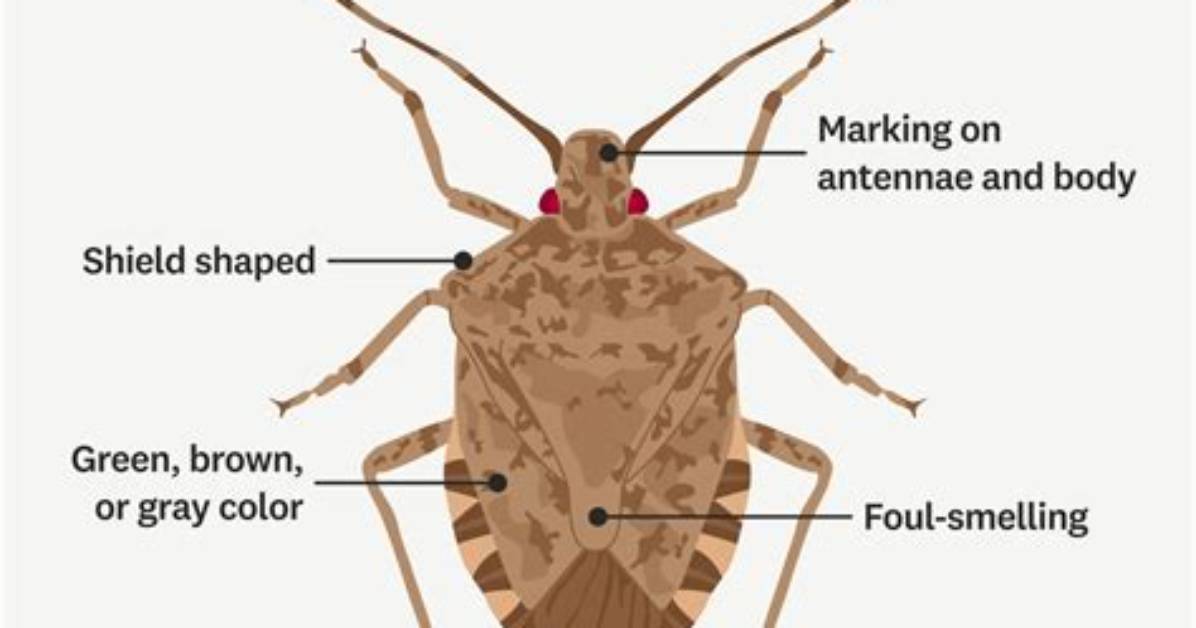 Do Bugs Get Scared?