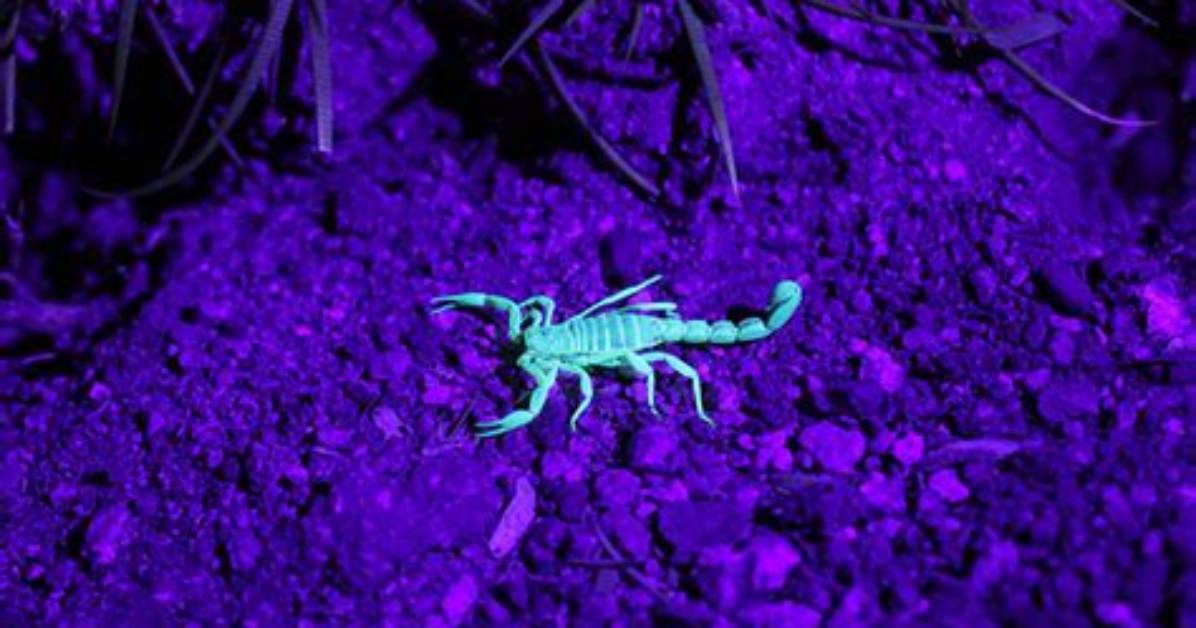 Do Bugs See in Ultraviolet Light