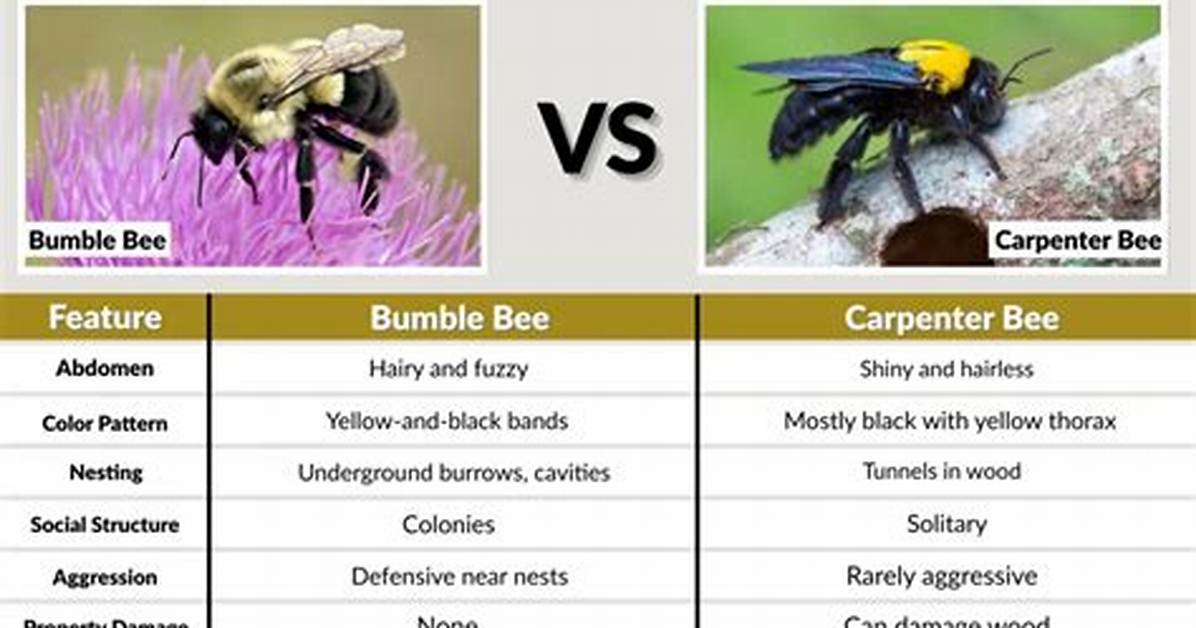 Do Bumble Bees Chew Wood