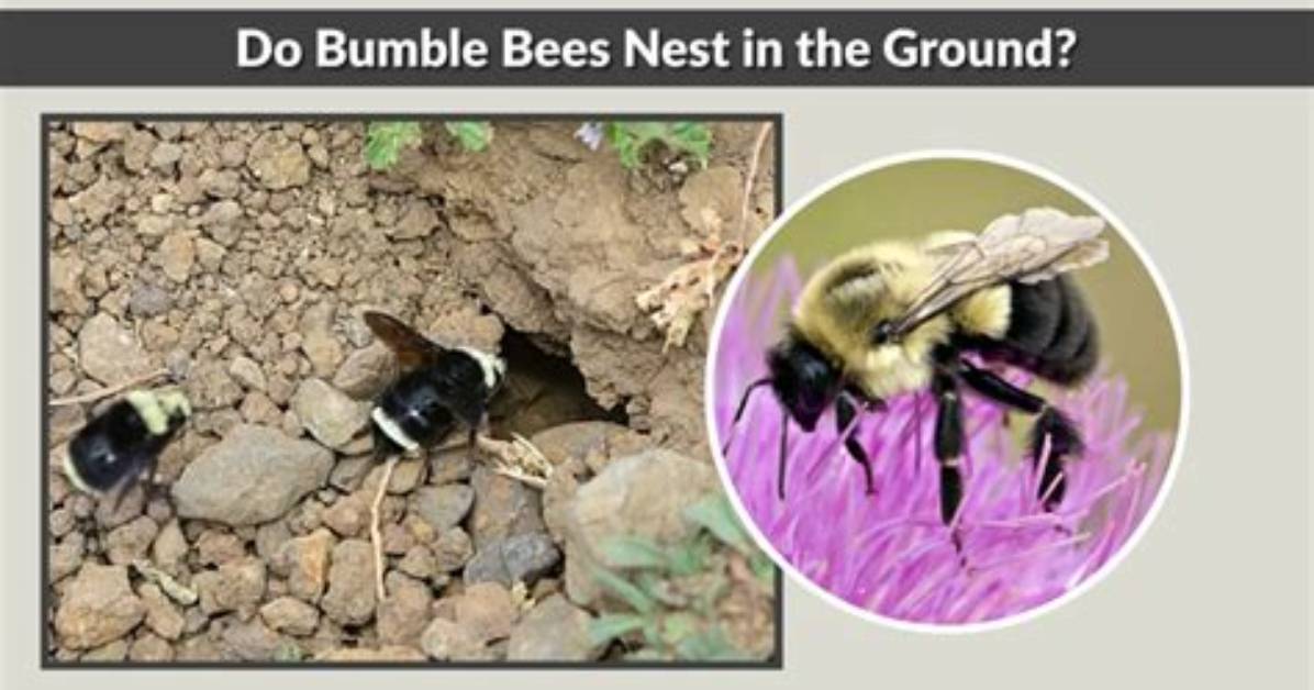 Do Bumble Bees Copulate?