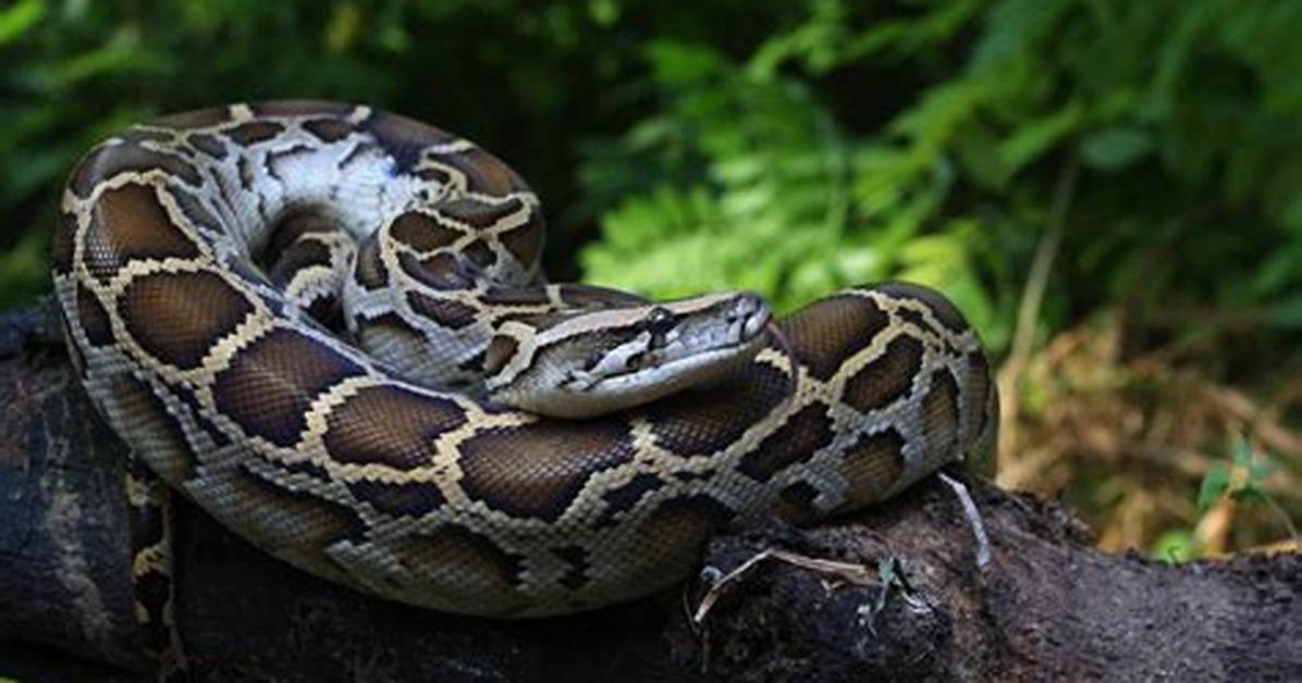Do Burmese Pythons Have Venom?