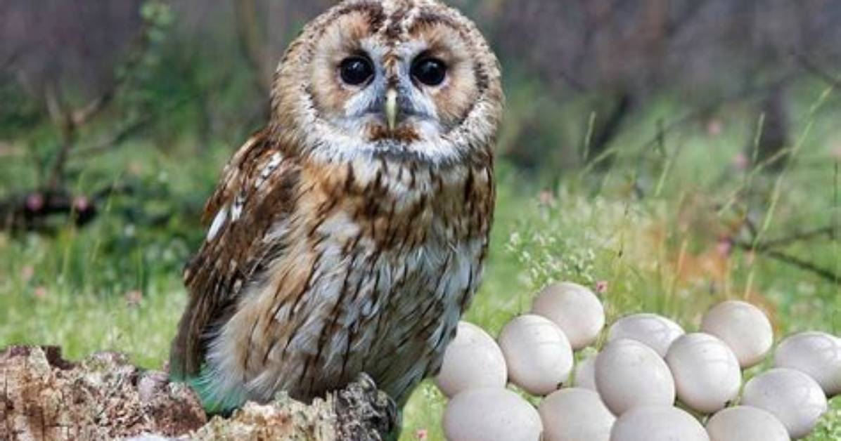 Do Burrowing Owls Lay Eggs?
