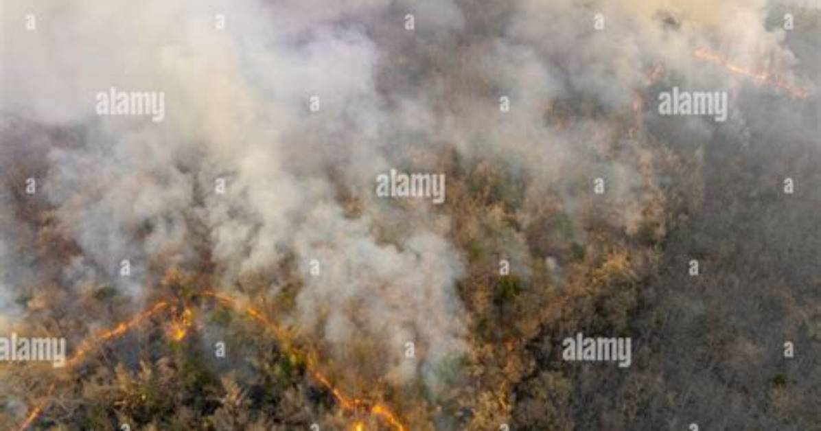 Do Bushfires Release Carbon Dioxide?