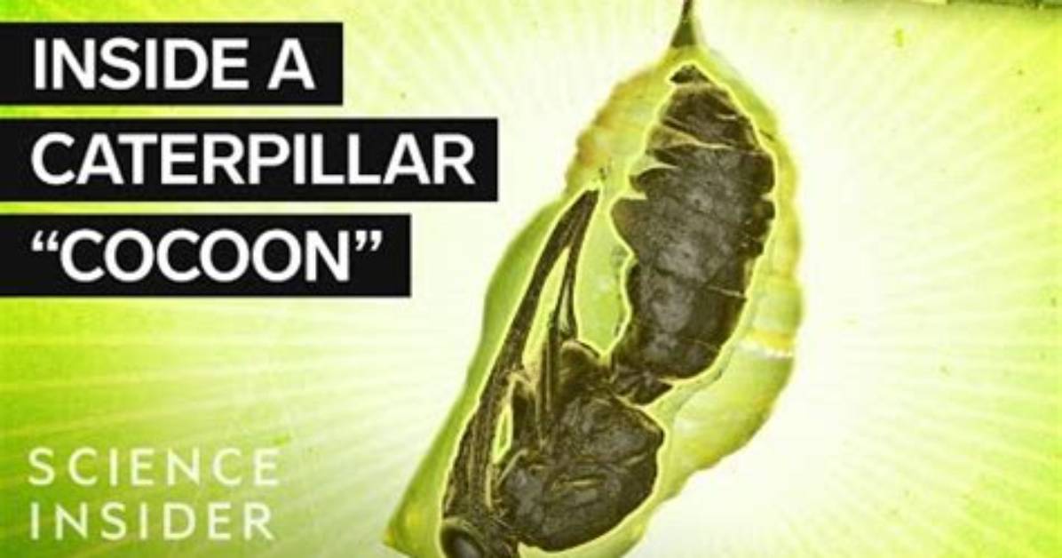 Do Butterflies Make Cocoons