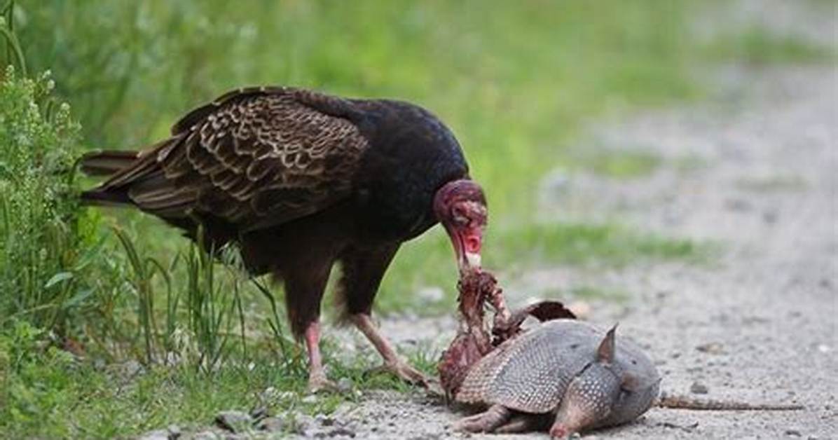 Do Buzzards Hunt Live Prey