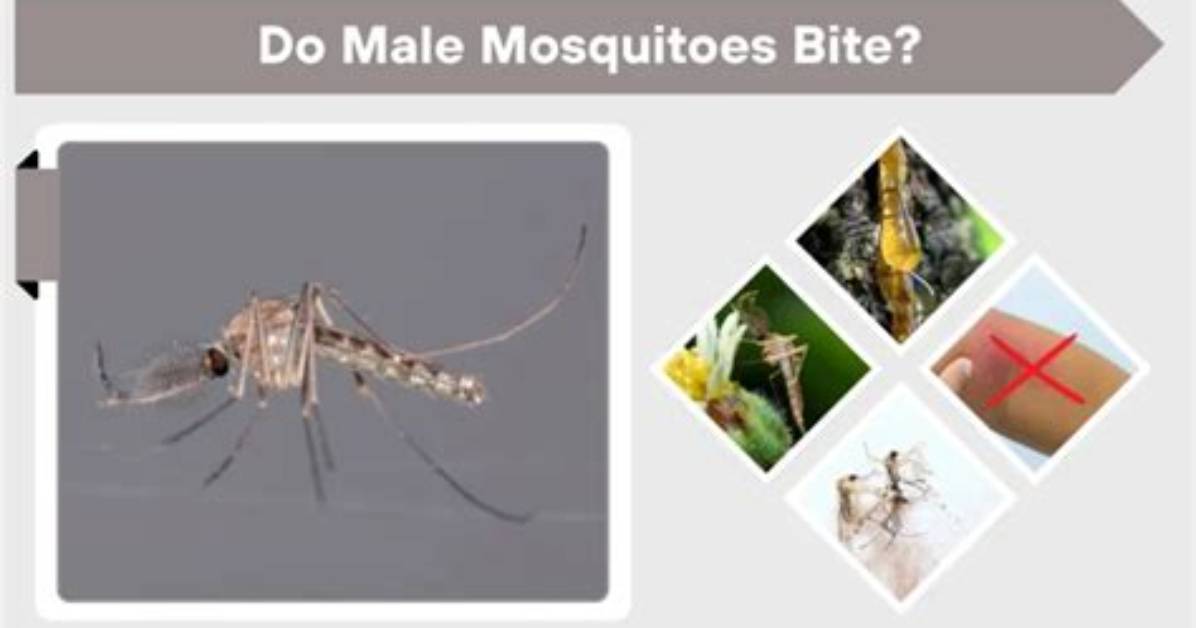 Do Buzzing Mosquitoes Bite?