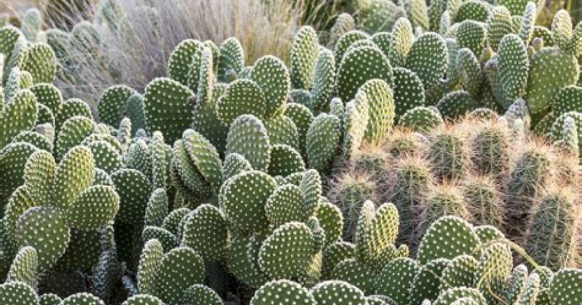 Do Cacti Grow in Peru
