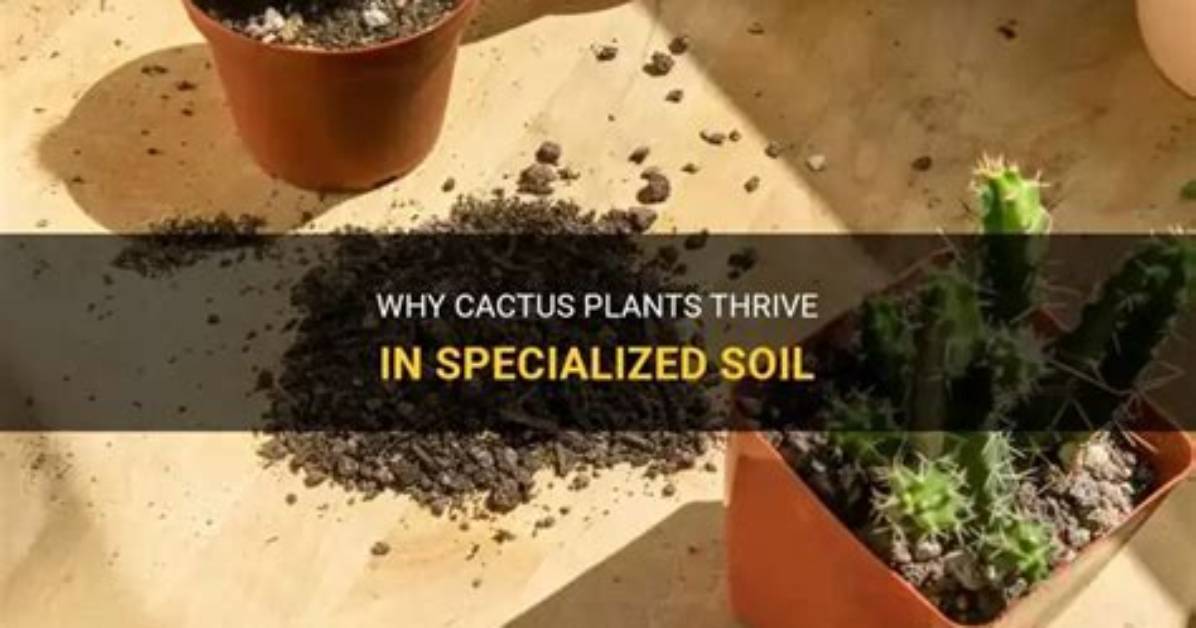Do Cacti Need Special Soil