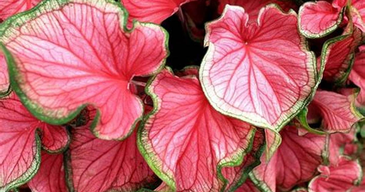 Do Caladiums Come Back Every Year