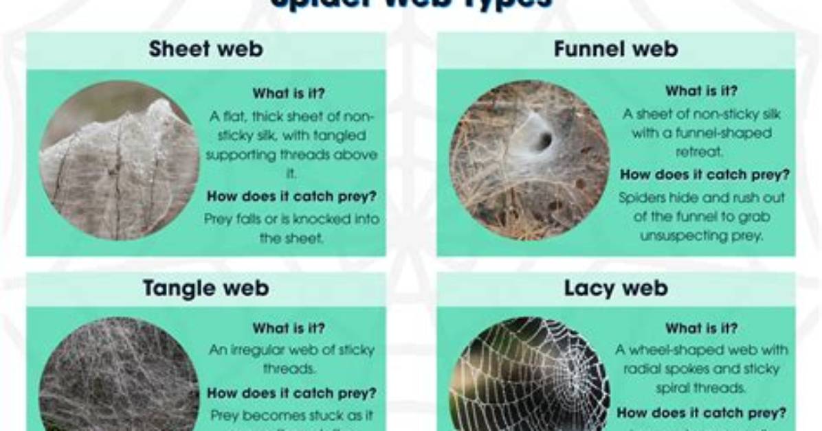 Do Californicus Make Webs?