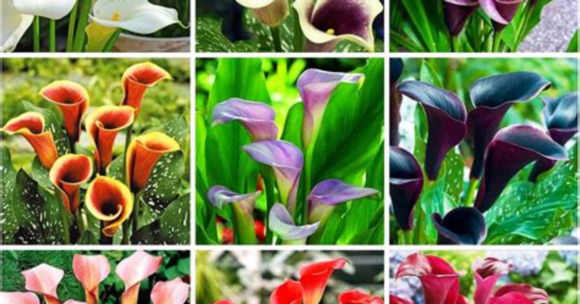 Do Calla Lilies Bloom All Summer?