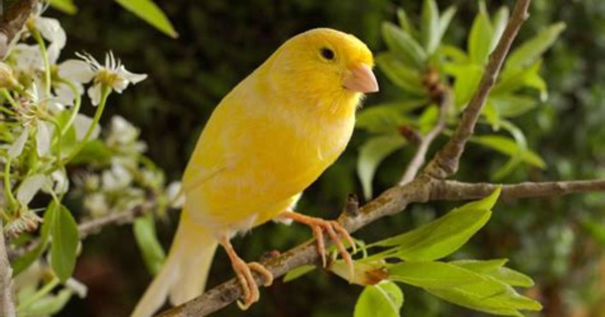 Do Canary Birds Bite?