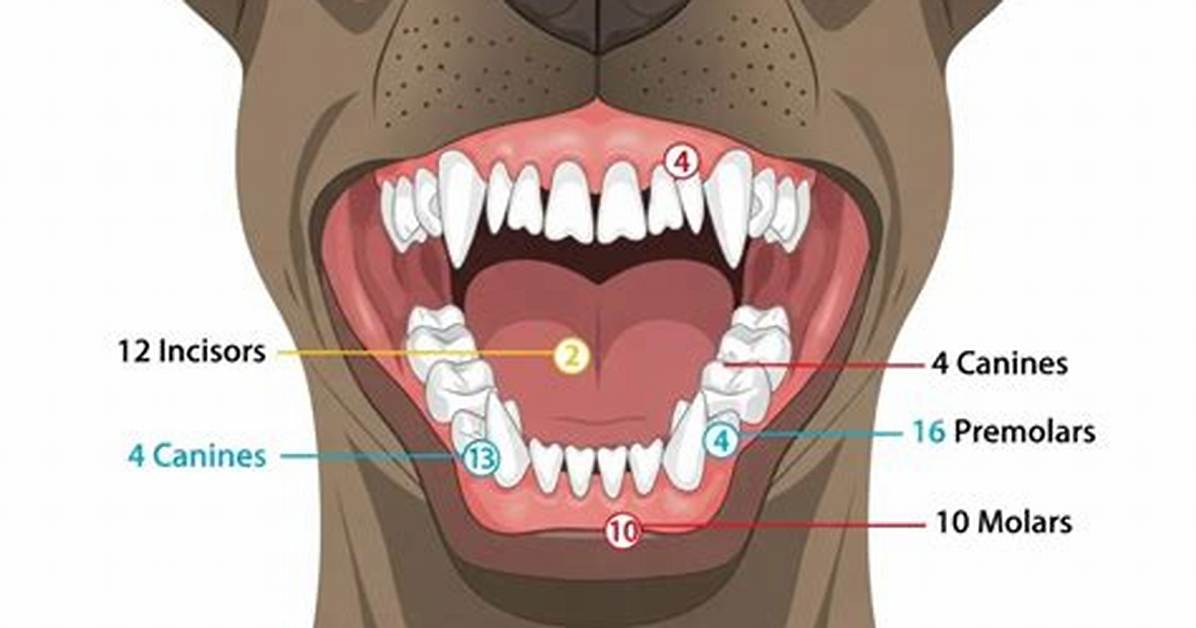 Do Canines Have Mamelons
