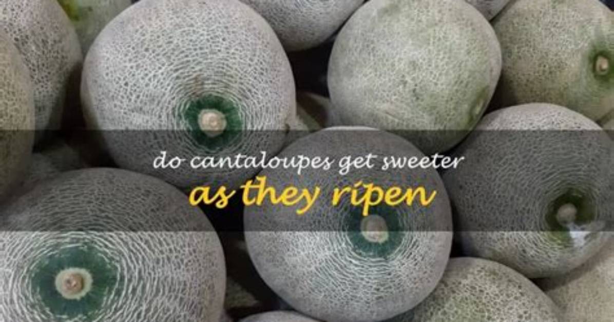 Do Cantaloupes Continue to Ripen?