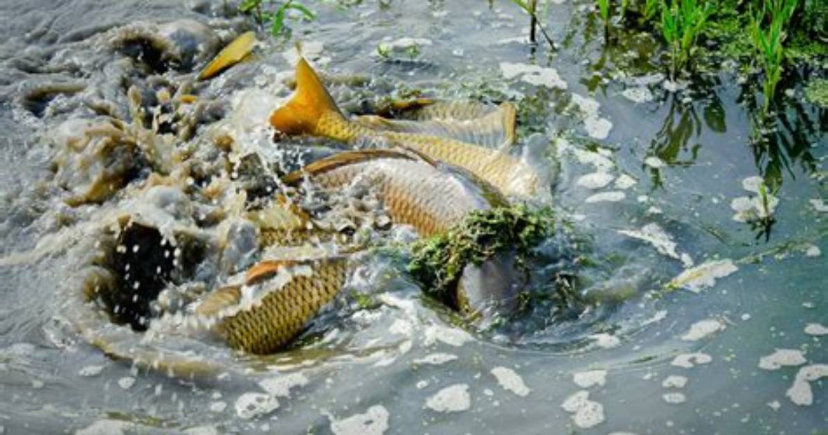 Do Carp Feed Well After Spawning?