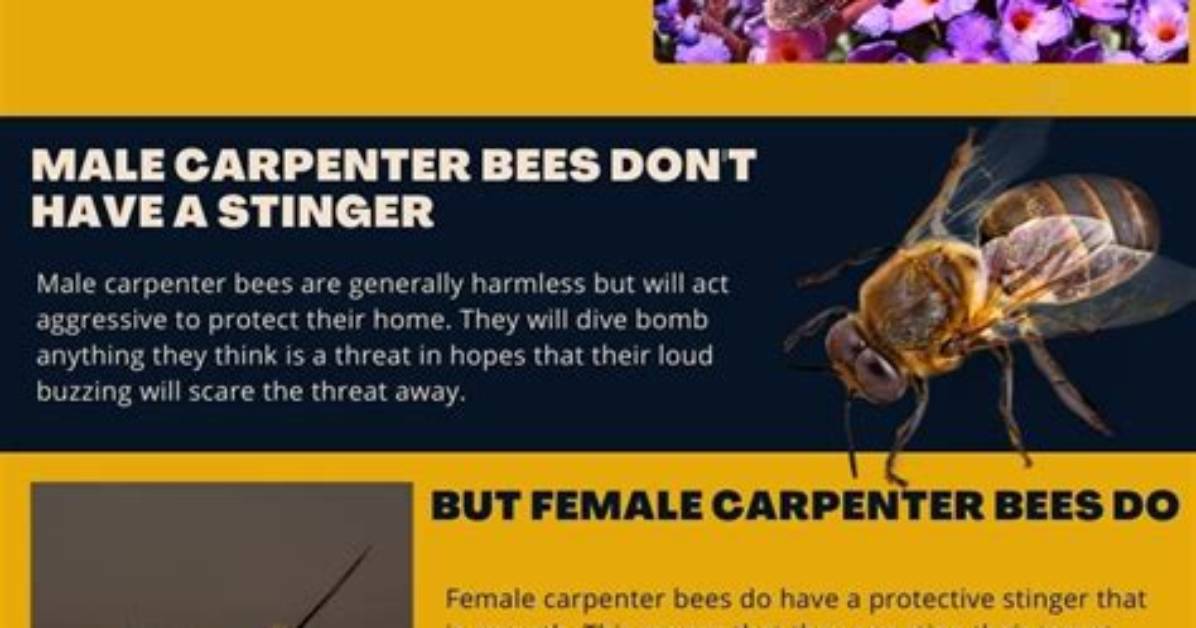 Do. Carpenter Bees Sting?