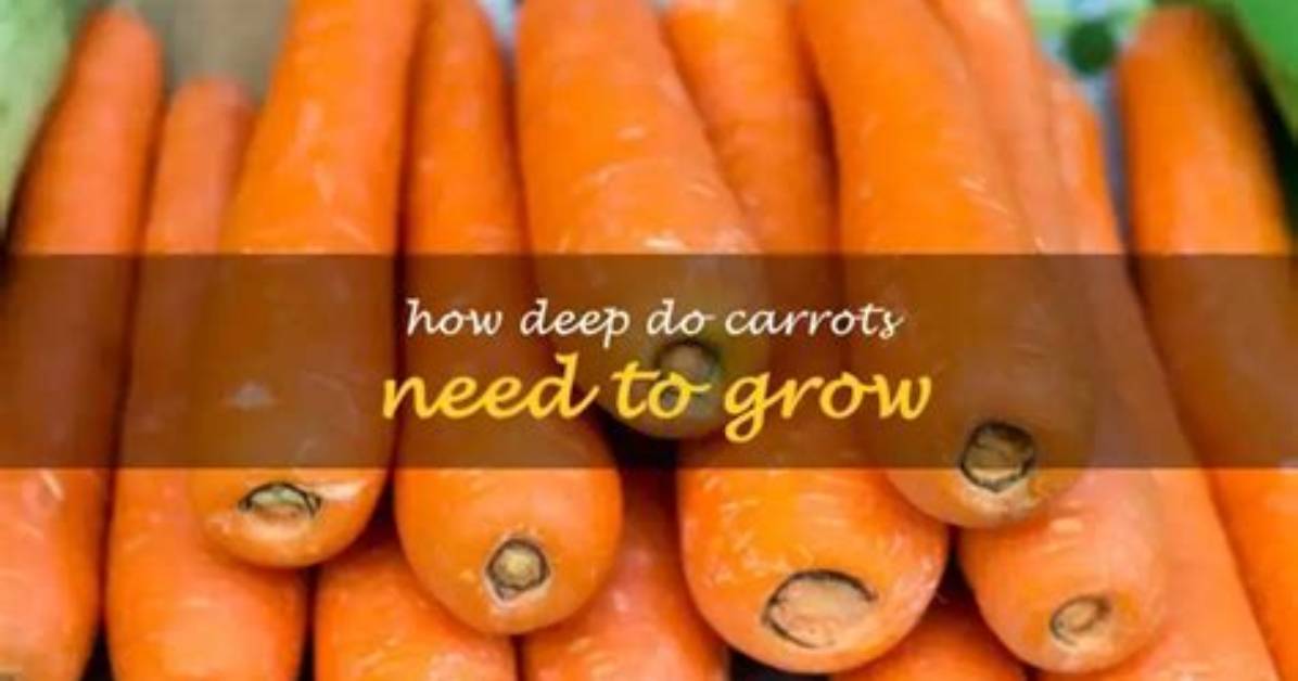 Do Carrots Need Well Drained Soil?