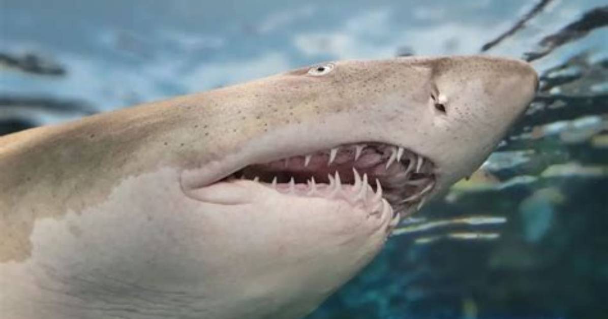 Do Cat Sharks Have Teeth
