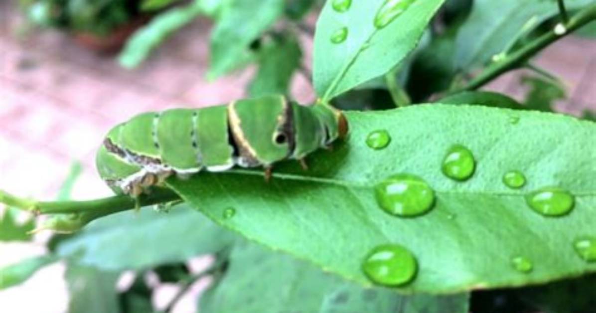 Do Caterpillars Drink Water?