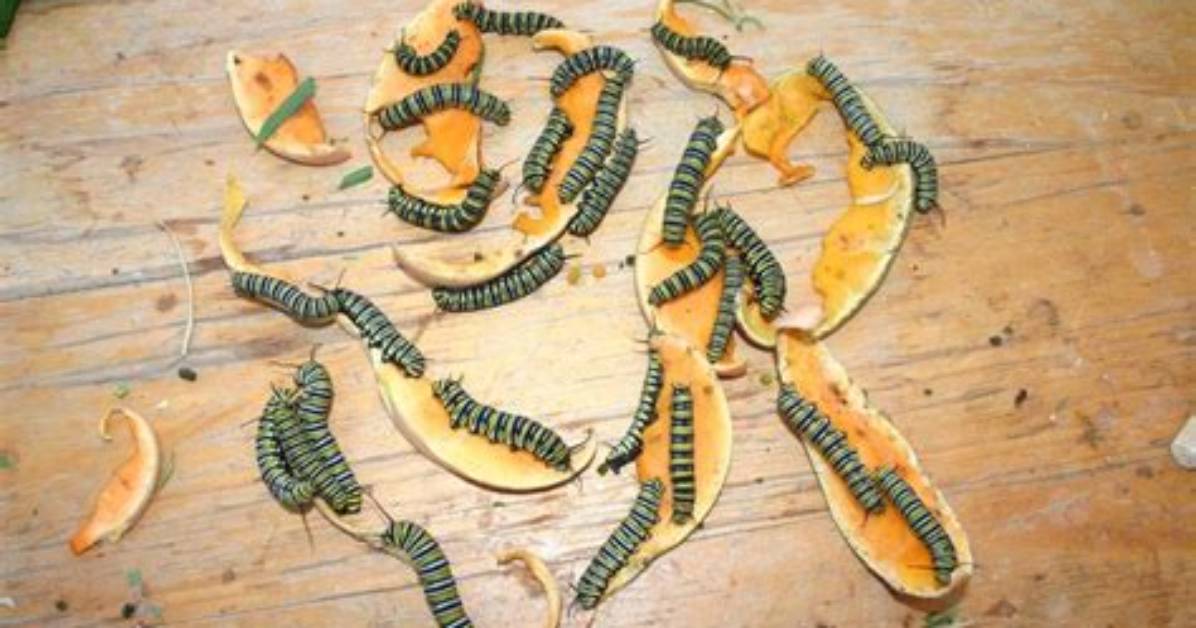Do Caterpillars Eat Fruit