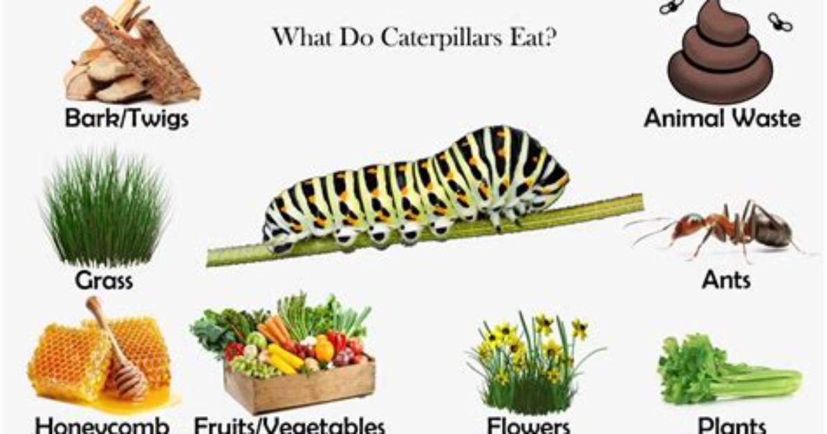 Do Caterpillars Eat Grapes